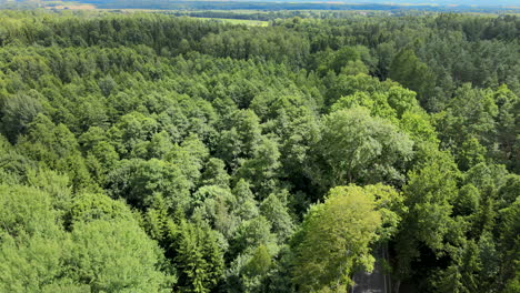 Aerial-footage-of-environmental-forest-vegetation-with-road-during-sunny-day