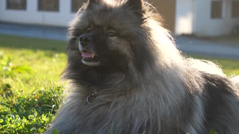 a-beautiful-keeshond-dog-lies-on-a-green-meadow-while-the-sun-is-shining-on-his-fur
