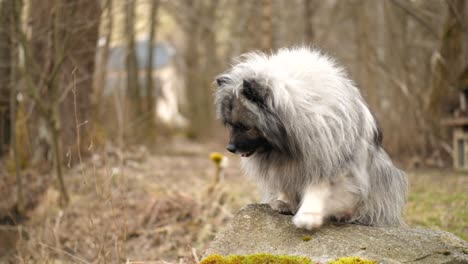 a-fluffy-keeshond-is-sitting-on-a-rock-and-gets-feed-from-its-owner
