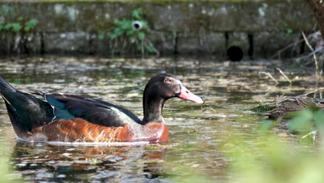 A-beautiful-close-up-shot-of-a-male-mallard-duck