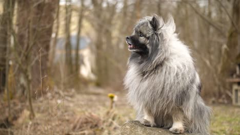 a-majestetic-wolfsspitz,-also-known-as-a-keeshond,-is-sitting-on-a-rock-and-enjoys-the-fresh-air