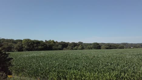 Campo-De-Maíz-Verde-Alto-Agrícola-Cultivo-De-Tierras-De-Cultivo-Que-Sopla-En-La-Brisa-Dolly-Lento-A-La-Izquierda