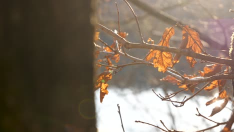Sonne-Scheint-Durch-Einen-Wald-Und-Spiegelt-Sich-Auf-Braunen-Eichenblättern