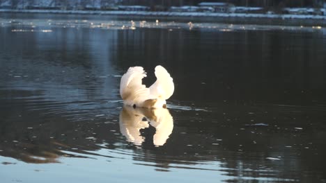 A-swan-swims-in-the-danube-river-away-from-the-camera