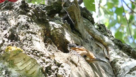 A-curious-hoopoe-baby-pokes-its-head-out-of-the-nest