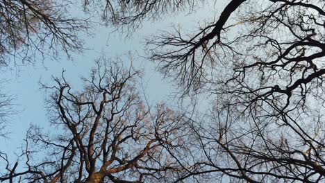 Ominous-pull-out-shot-of-tree-branches-silhouetted-against-blue-sky