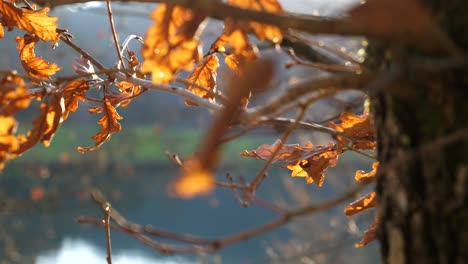 Sun-shines-through-a-forest-and-reflects-on-brown,-golden-oak-leaves