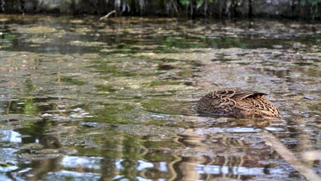 A-female-mallard-duck-puts-its-head-under-water-and-searching-some-food-to-eat