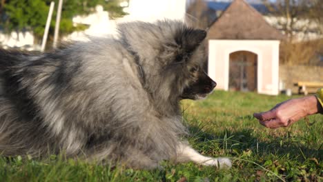 Woman-move-hand-near-dog-head,-give-roll-command-to-keeshond-dog-lying-in-grass