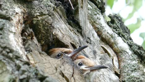 Zwei-Wiedehopfbabys-Stecken-Ihre-Köpfe-Aus-Dem-Nest-Und-Warten-Auf-Etwas-Nahrung