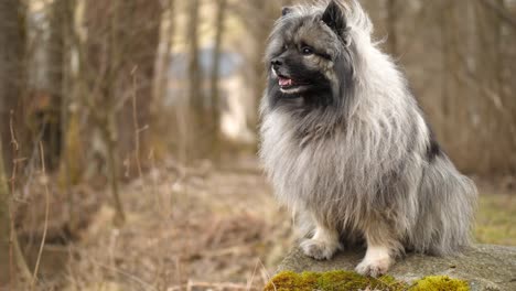 Beautiful-Keeshond-is-sitting-on-a-rock-with-moss