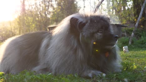 A-happy-Keeshond-dog-lies-on-a-green-meadow-and-eats-white-bread