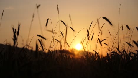 Erstaunliche-Aufnahmen-Von-Einem-Getreidefeld-In-Der-Abenddämmerung-Mit-Einem-Wunderschönen-Sonnenuntergang-Im-Hintergrund