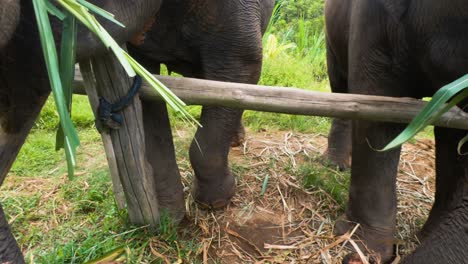Elefantes-Comiendo-Plantas-De-Caña-De-Azúcar-En-El-Santuario-En-Chiang-Mai,-Tailandia---Primer-Plano-Extremo-En-Cámara-Lenta