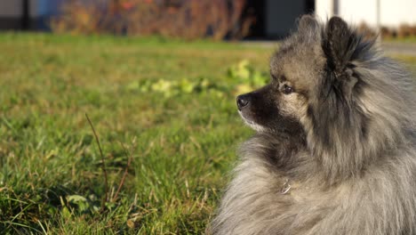 camera-moves-arround-the-beautiful-keeshond-dog-while-the-dog-lies-on-a-green-meadow-while-the-sun-is-shining
