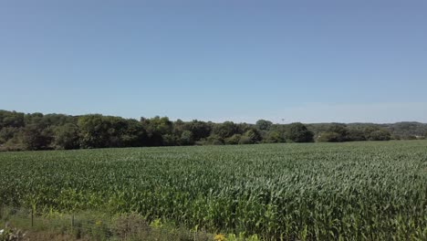 Landwirtschaftliches-Maisfeld-Ackerland-Ernte-Laub-Weht-Im-Wind-Dolly-Links-Zeitlupe