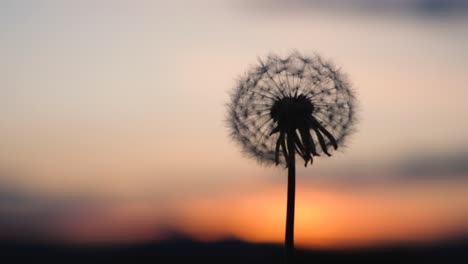 A-beautiful-dandelion,-fluffy-blowball-is-swinging-in-front-of-a-wonderful-sunset
