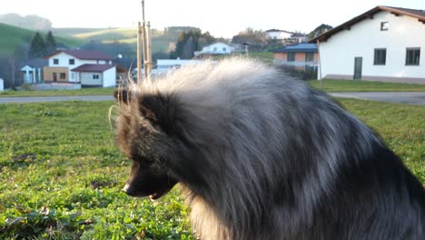 beautiful-keeshond-dog-lies-down-on-the-green-meadow-and-is-waiting-for-his-treats