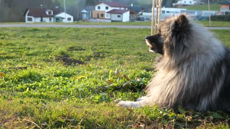 a-happy-keeshond-dog-lies-on-a-green-meadow-and-turns-his-face-to-the-left-into-the-camera