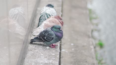 Few-Colourful-Pigeons-Resting-And-Sitting-On-The-Embankment-Of-Kamogawa-River-In-Kyoto,-Japan