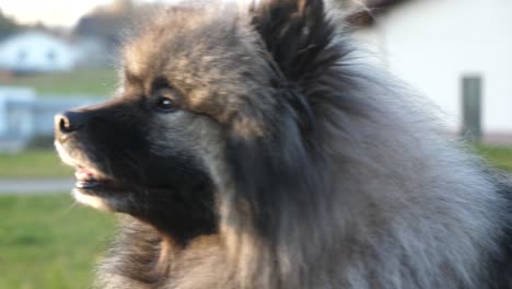 happy-keeshond-dog-with-beautiful-eyes-lies-in-the-meadow-and-enjoys-the-peace