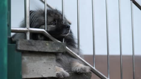 a-tired-keeshond-lying-on-a-outdoor-stair-made-of-stone