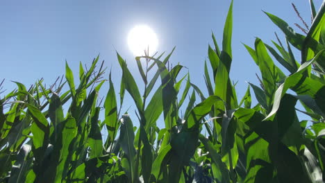 An-agricultural-crop-of-Maize-blowing-inthe-wind-on-a-sunny-day-in-the-UK