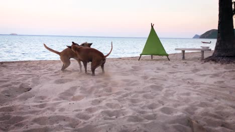 Zwei-Haushunde-Kämpfen-Auf-Dem-Sand-In-Einem-Strandresort-In-Koh-Phangan,-Thailand---Volle-Zeitlupenaufnahme