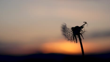 The-wind-blows-in-a-dandelions-blowball-which-is-in-front-of-a-beautiful-sunset