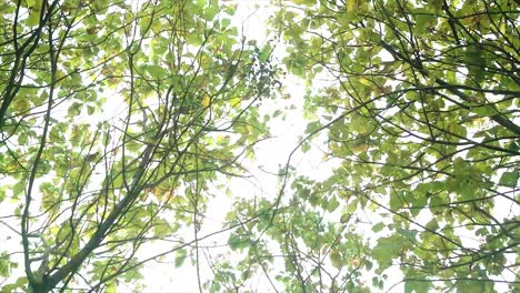 Trockene-Blätter-Fallen-Vor-Dem-Hintergrund-Schattiger-Bäume-Auf-Den-Boden