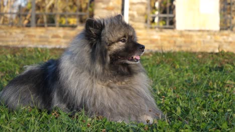 beautiful-keeshond-dog-lies-in-the-meadow-and-enjoys-the-peace