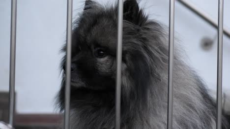 the-keeshond-dog-is-behind-the-bars-and-seems-confused