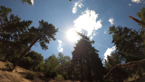 Time-lapse-of-the-sun-and-clouds-crossing-the-sky-between-the-silhouette-of-tall-evergreen-trees