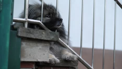 the-dog's-snout-is-between-the-railing