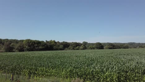 Agricultural-corn-field-farmland-crop-blowing-in-breeze-dolly-left