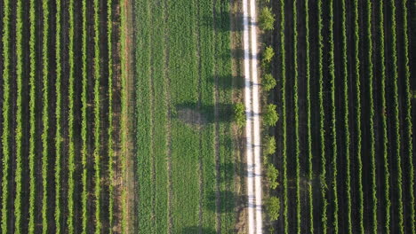 Revealing-aerial-view-of-a-perfectly-shaped-vineyard-on-the-Chianti-area-of-Frescobaldi
