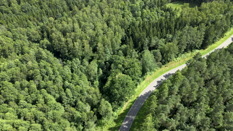 Aerial-shot-above-fir-forest-trees-beside-road-with-riding-car-during-summer-day