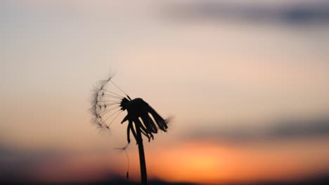 Blowing-in-a-dandelions-blowball-which-is-in-front-of-a-beautiful-sunset