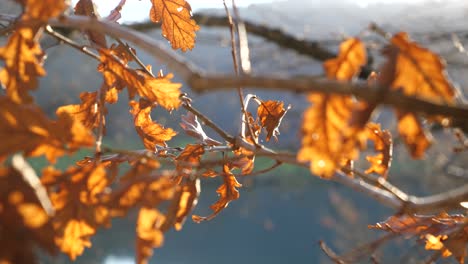 Close-up-shot-of-brown-oak-leaves-while-the-sun-is-shining-through-the-branches