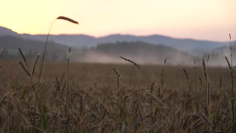 breathtaking-footage-of-a-grain-field-at-dusk