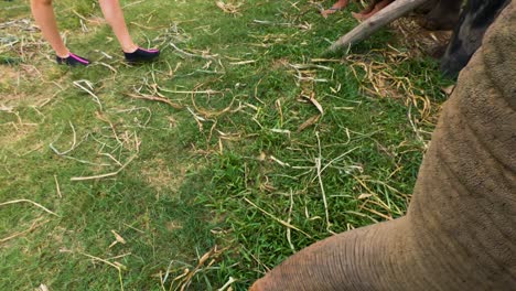 Reiben-Und-Umarmen-Eines-Elefantenrüssels-In-Chiang-Mai,-Thailand---POV---Extreme-Nahaufnahme