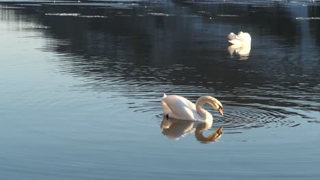 Dos-Cisnes-Nadando-En-Un-Lago-Y-Reflejando-Maravilloso-En-El-Agua-Oscura