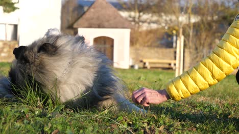 Woman-move-hand-near-dog-head,-give-roll-command-to-keeshond-dog-lying-in-grass