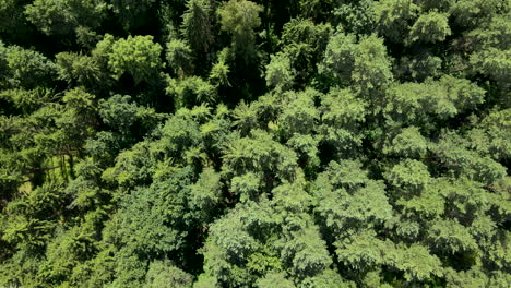Ascending-Aerial-top-down-shot-of-illuminated-treetops-of-fir-forest-during-sunny-day