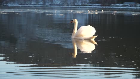 Un-Cisne-Está-Bebiendo-Agua-Fresca-Del-Río-Danubio