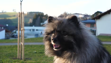 a-happy-keeshond-dog-with-beautiful-eyes-is-sitting-on-a-green-meadow-and-turns-his-head-to-the-left-and-looks-into-the-camera