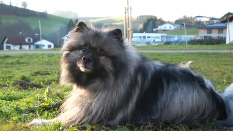 a-beautiful-keeshond-is-yawning-and-visible-breath-comes-out-of-his-mouth-because-it-is-cold-outside