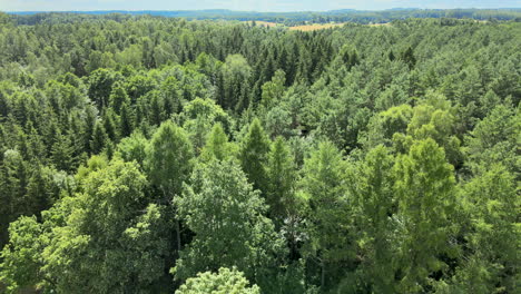 Drone-flyover-beautiful-natural-fir-forest-with-mountains-in-background-during-sun