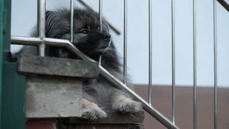 fluffy-tired-dog-lying-on-outdoor-stairs