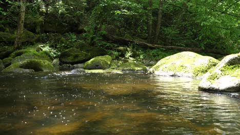 Thousands-of-mosquitos-are-flying-above-an-fresh-creek-in-an-austrian-forest